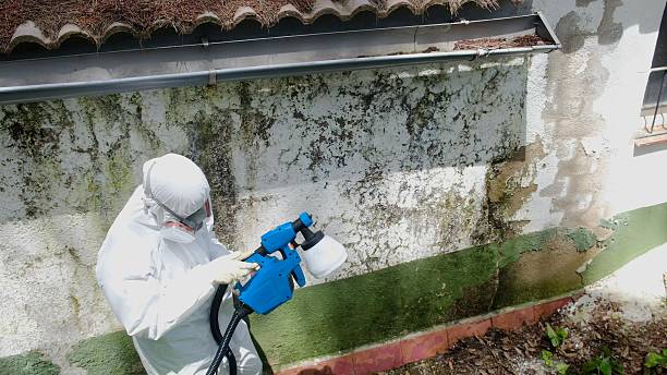 Top rated local Basement Mold Removal specialists in New Paris, PA